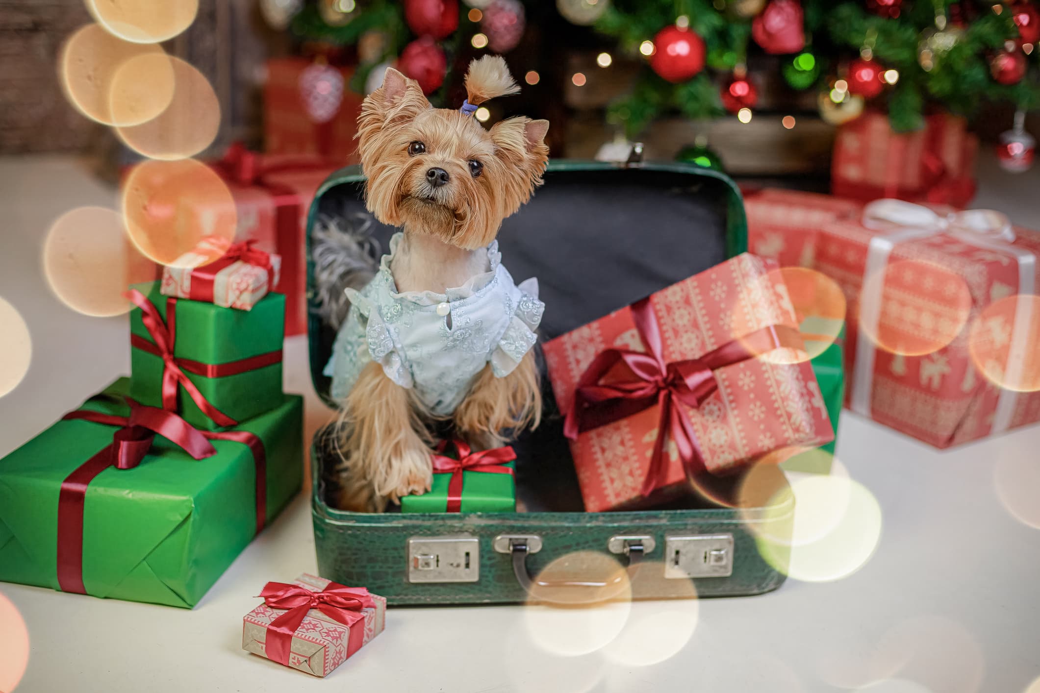 New Year, New Dog: Training for Newly Adopted Dogs